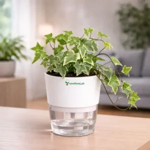 English ivy glacier variegated plant in self watering pot planted in cocopeat soil