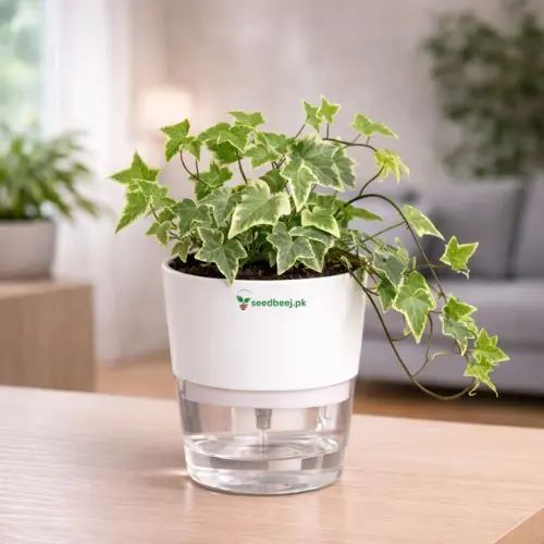 English ivy glacier variegated plant in self watering pot planted in cocopeat soil