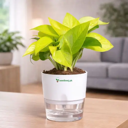Neon money plant golden pothos in self watering pot planted in cocopeat soil
