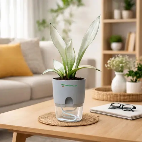 Sansevieria Moonshine Plant (Snake Moonshine) with Self Watering Pot