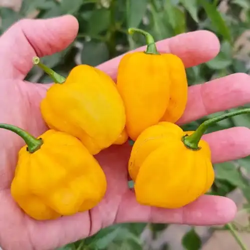yellow habanero chilli plant growing