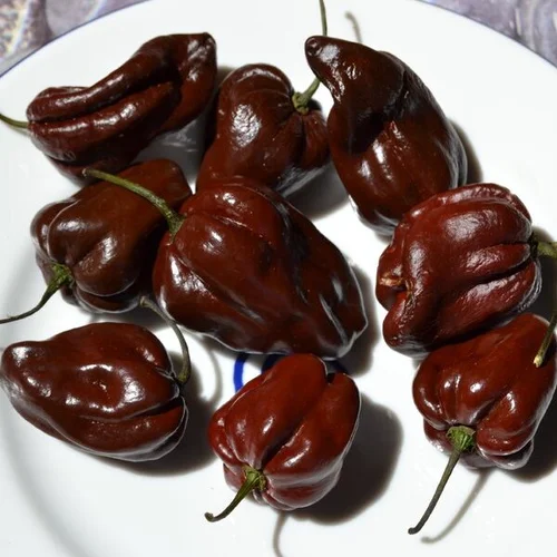 habanero chocolate Hor chilli seeds in Pakistan