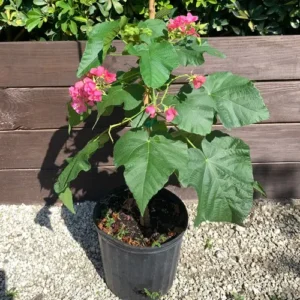 Doumbia plant price in Pakistan