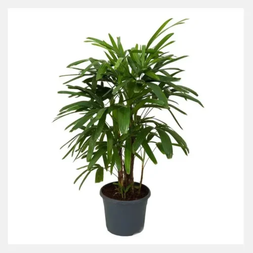 bamboo palm plant indoor decorative