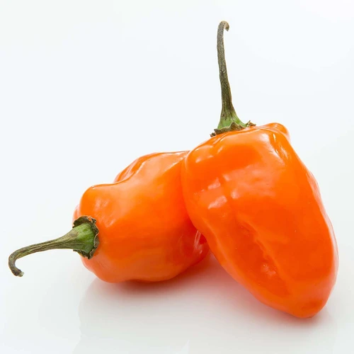 habanero orange hot chilli pepper seeds exotic variety
