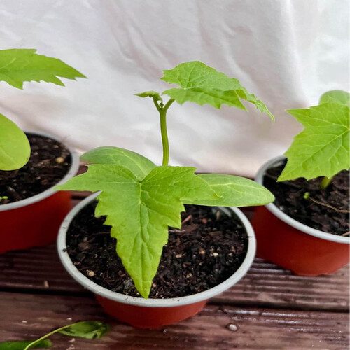 hybrid sponge gourd nursery plant