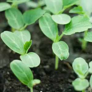 Watermelon Seedling Hybrid F1 Watermelon Seedling Hybrid F1