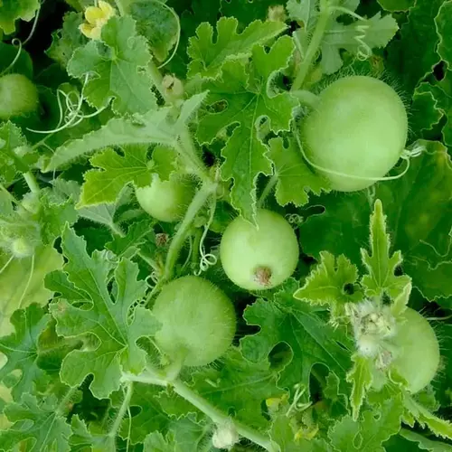 squash seedling hybrid F1