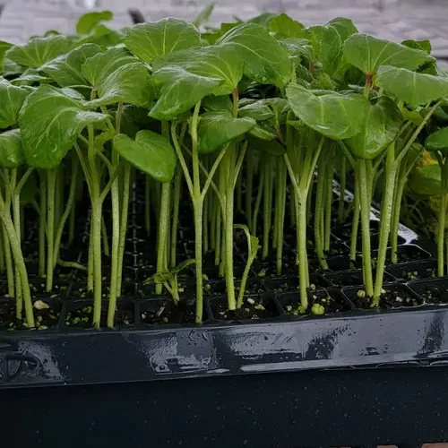 green okra seedling hybrid F1