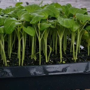Red Okra Seedling in Pakistan