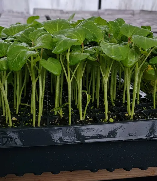 Red Okra Seedling in Pakistan