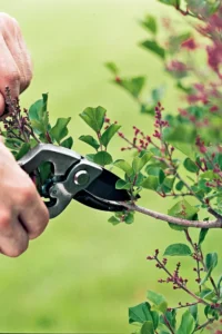 Pruning & propagation techniques for healthy plants in Pakistan