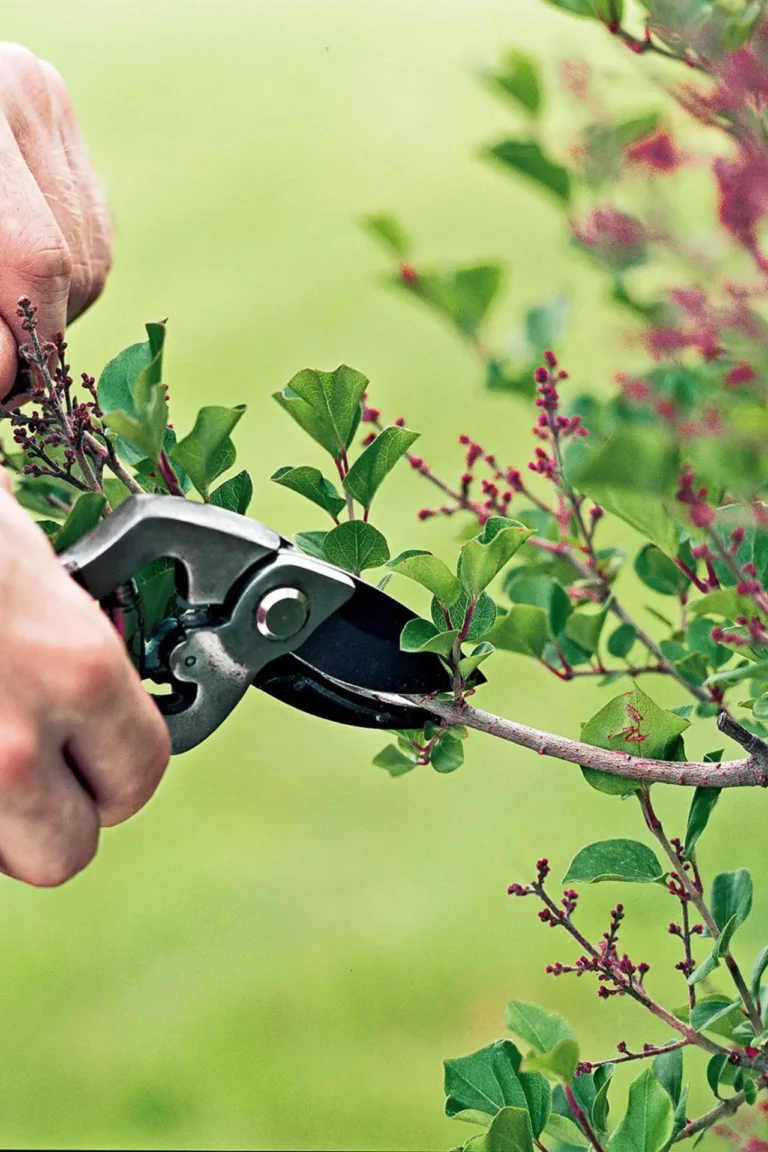 Best πΏ Expert Tips & Advanced Gardening: Pruning & Propagation β Boost Your Plant Health & Growth buy online in Pakistan at seed beej Pruning & propagation techniques for healthy plants in Pakistan