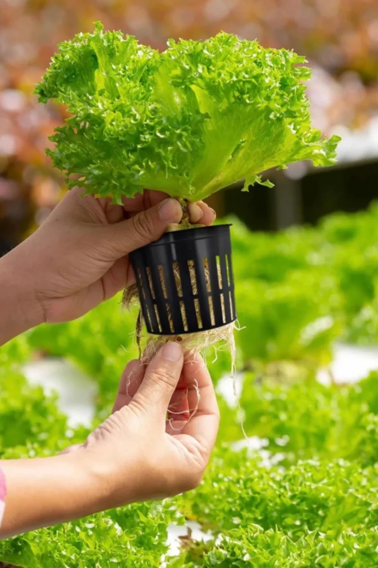 Best Hydroponics Basicsβ Expert Tips & Advanced Gardening for Pakistani Gardeners buy online in Pakistan at seed beej Hydroponics Basics Gardening Pakistan β Ultimate Guide for Beginners & Experts