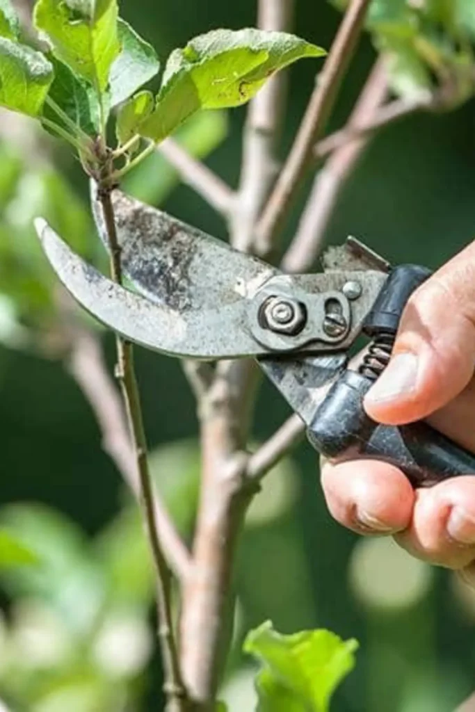 Best πΏ Expert Tips & Advanced Gardening: Pruning & Propagation β Boost Your Plant Health & Growth buy online in Pakistan at seed beej β7 ultimate pruning and propagation techniques for healthy plants in Pakistanβ