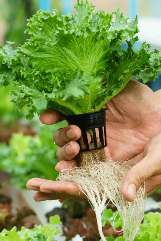 Best Hydroponics Basics– Expert Tips & Advanced Gardening for Pakistani Gardeners buy online in Pakistan at seed beej 31 9 1 now buy online in Pakistan at seed beej