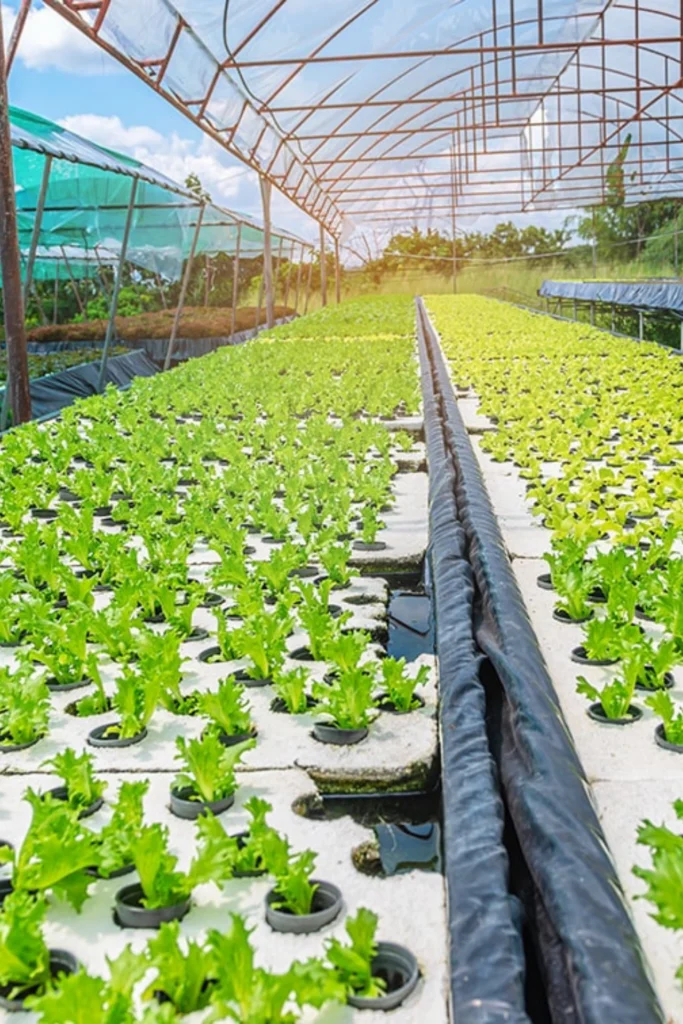 Best Hydroponics Basics– Expert Tips & Advanced Gardening for Pakistani Gardeners buy online in Pakistan at seed beej Hydroponics Basics Gardening Pakistan – Ultimate Guide for Beginners & Experts