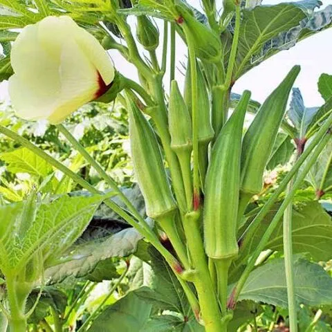 green okra seedling hybrid F1