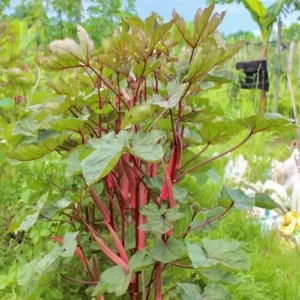 red lady finger plant in nursery