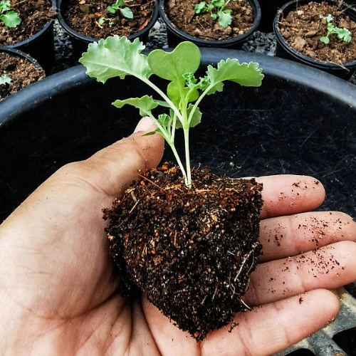 Fresh Curly Kale Seedlings for Planting – Healthy Green Kale