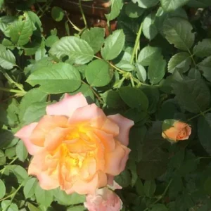 English Peach Rose Plant with soft pale peach blooms, Hybrid Tea Rose suitable for home gardens and outdoor landscaping in Pakistan