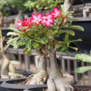adenium obesum mix color seeds pakistan