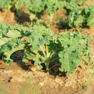 Fresh Curly Kale Seedlings for Planting – Healthy Green Kale Fresh Curly Kale Seedlings for Planting – Healthy Green Kale