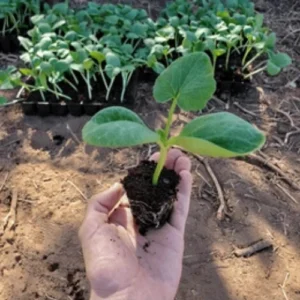 Pumpkin Seedlings Hybrid F1 healthy nursery plant