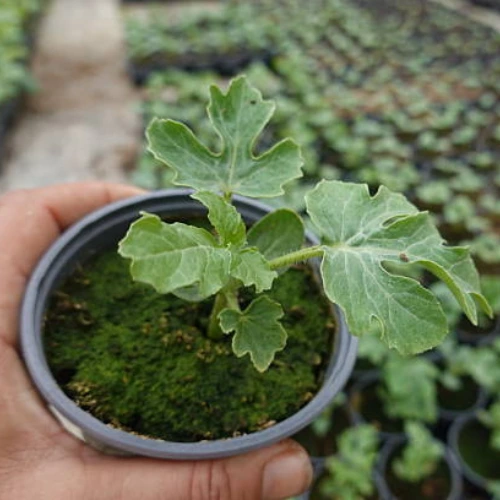 sugar baby watermelon seedling hybrid f1