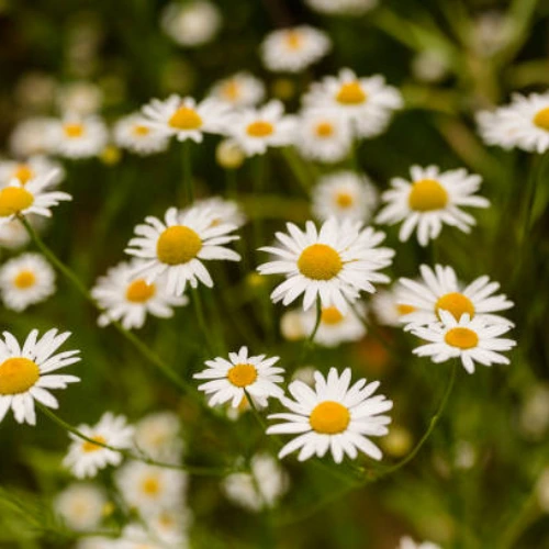 Chamomile seeds for planting herbal tea flower in pots and home garden Pakistan