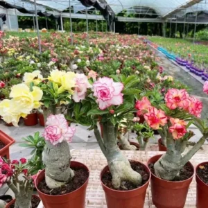 adenium obesum desert rose seeds