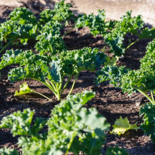 Fresh Curly Kale Seedlings for Planting – Healthy Green Kale Fresh Curly Kale Seedlings for Planting – Healthy Green Kale