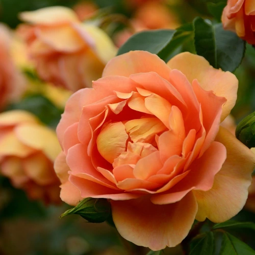 English Peach Rose Plant with soft pale peach blooms, Hybrid Tea Rose suitable for home gardens and outdoor landscaping in Pakistan