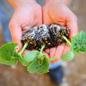 sponge gourd seedling hybrid F1