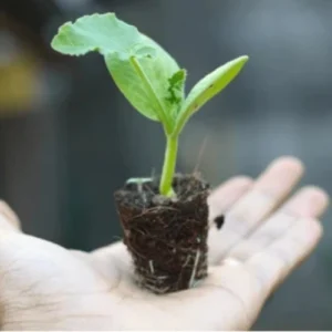 Pumpkin Seedlings Hybrid F1 healthy nursery plant