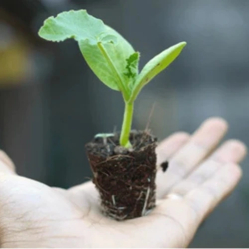 Pumpkin Seedlings Hybrid F1 healthy nursery plant