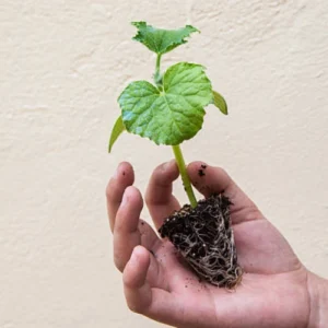 Best Sweet Honey Melon Seedling (خربوزہ کی پنیری) – Powerful High-Yield Delight buy online in Pakistan at seed beej Sweet Honey Melon Seedling plant