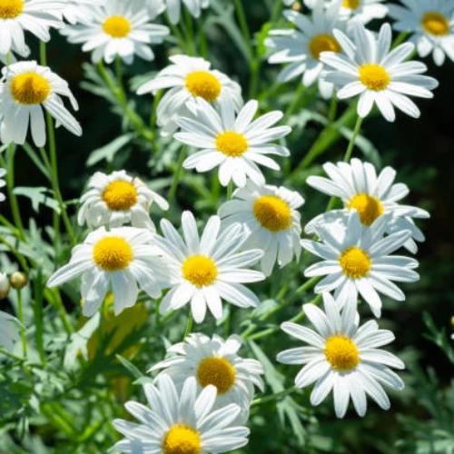 Chamomile seeds for planting herbal tea flower in pots and home garden Pakistan
