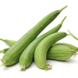 sponge gourd seedling hybrid F1