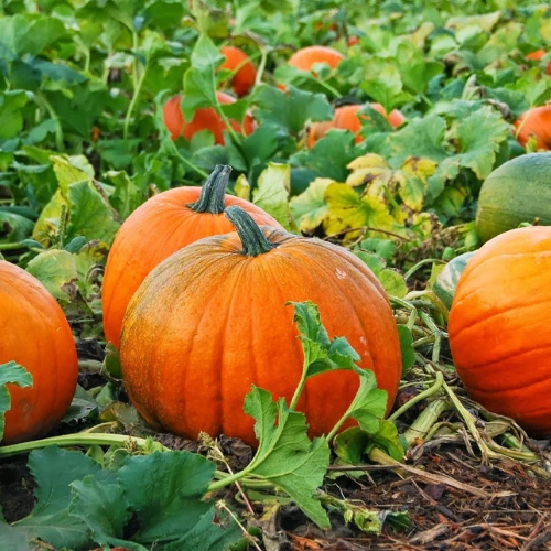 Pumpkin Seedlings Hybrid F1 healthy nursery plant