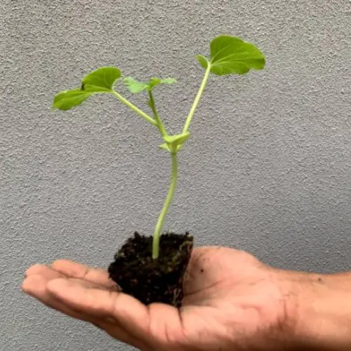 Sweet Honey Melon Seedling plant Sweet Honey Melon Seedling plant