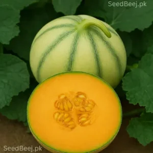 Sweet Honey Melon Seedling plant Sweet Honey Melon Seedling plant
