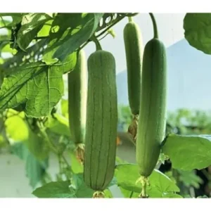 sponge gourd seedling hybrid F1