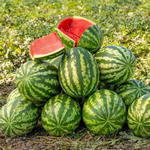 watermelon seedling hybrid F1 ready to plant watermelon seedling hybrid F1 ready to plant