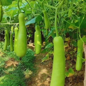 bottle gourd seedling hybrid F1 ready to plant