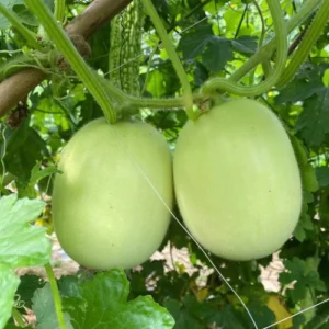 muskmelon nursery plant healthy leaves