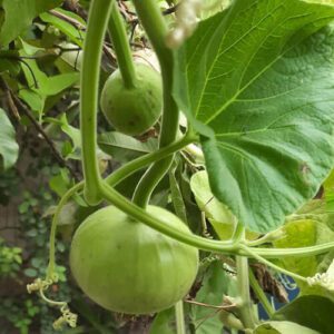 round gourd seedling hybrid F1 round gourd seedling hybrid F1