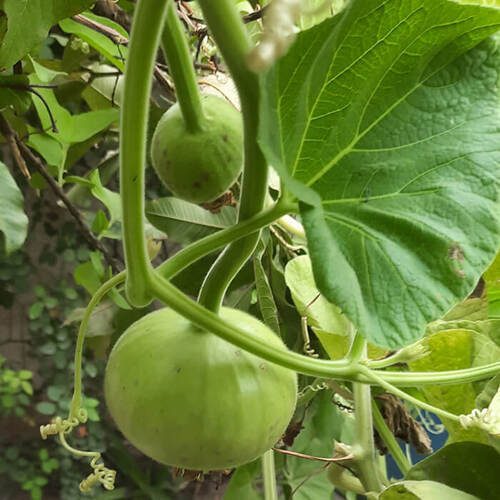 round gourd seedling hybrid F1