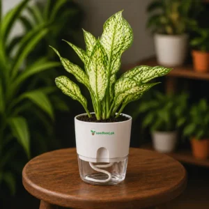 Aglaonema Snow White Chinese evergreen in self watering pot planted in cocopeat soil