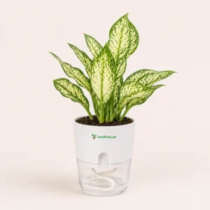 Buy Snow White Aglaonema indoor plant In Pakistan